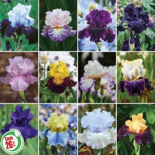 Incredible Iris Collection Thumbnail
